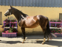 Vente de cheval : nora de molion 